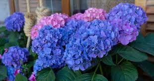 To confirm your soil's ph level, let's test a sample: Hydrangea Serrata Care Learn To Grow Mountain Hydrangea