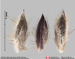 Image result for Digitaria compressa