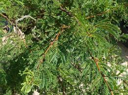 Image result for Acacia robusta