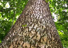 Maybe you would like to learn more about one of these? 4 Pohon Menakjubkan Dan Cara Melindunginya Ikons Id