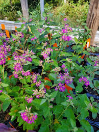 Image result for Melochia