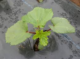 オクラ栽培 育て方 野菜の育て方 栽培方法