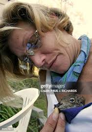 475 Baby Squirrels Stock Photos, High-Res Pictures, and Images