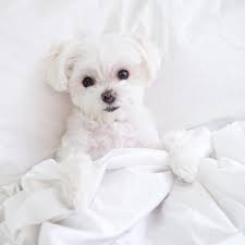 10 Healthiest Dog Breeds That Don T Shed Dogvills And Like Omg Get Some Yourself Some Pawtastic Adorable Cat Apparel Tap T Hunde Rassen Hunderassen Hunde