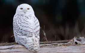 Image result for owl