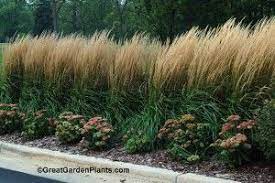 Silver grass grows rapidly 6 to 7 feet the 1st year and is a great new way to build a totally natural privacy border for your property that is fast, quick and easy to grow. Great Garden Plants Blog Driveway Landscaping Front Yard Landscaping Backyard Landscaping
