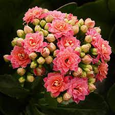 Kalanchoe Kalanchoe Flowers Flowers Beautiful Flowers