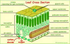 3d Image Leaf Structure Photosynthesis Plant Science