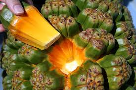 Image result for pandanus edible