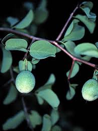 Image result for Ximenia americana