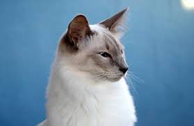 Siamese balinese hypoallergenic cat kitten for sale or adoption fr: 8 Best Hypoallergenic Cat Breeds Cat World