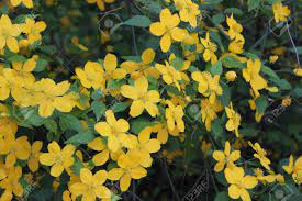 Yellow flowers (winter, scented), dark green foliage, shrub, climber, ground cover, evergreen. Flowering Shrub With Large Yellow Flowers And Green Leaves Stock Photo Picture And Royalty Free Image Image 57741786