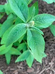 Image result for Buchnera keilii