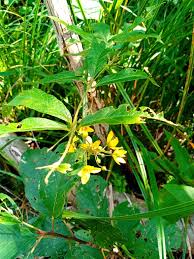 Image result for Lysimachia ruhmeriana
