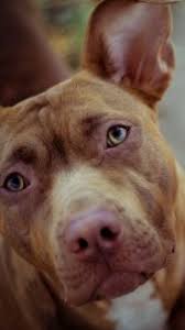 Animal Apple Iphone 5 640x1136 1271 Wallpapers Pitbull Wallpaper Animals Pitbulls