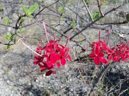 Image result for Otiophora lebruniana