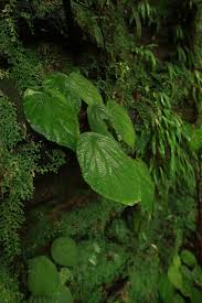 Image result for Begonia potamophila