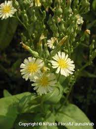Image result for Lactuca indica