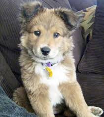 Check spelling or type a new query. Duskies Chuskies Pomskies Hier Sind 12 Verruckte Husky Mischlinge