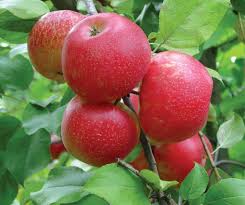 Go to our online apple market at www.apples.me. Honeycrisp Apple Trees Stark Bros