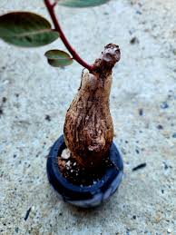 Image result for Phyllanthus paxii