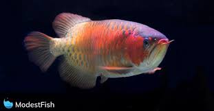 Aquariums for every fish lover. Arowana Care Compelete Guide On Types Tank Size Diet More