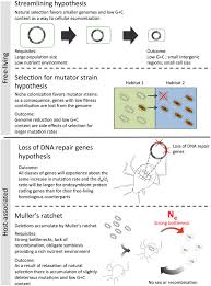 Jun 03, 2020 · emory department of gynob on instagram: Frontiers Evolution Of Small Prokaryotic Genomes Microbiology