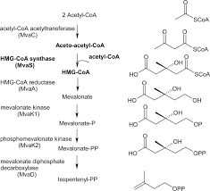 Our support team at open lms has discovered that there were changes made to the samesite cookie in both moodle and in chrome. Staphylococcus Aureus 3 Hydroxy 3 Methylglutaryl Coa Synthase Journal Of Biological Chemistry