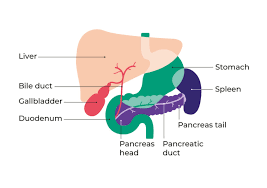 Image result for pancreas)