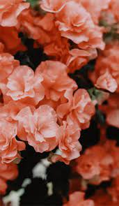 Check spelling or type a new query. Beautiful Flower In Peach Color Idea Wallpapers Iphone Wallpapers Color Schemes