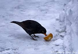 Amsel Im Winter Im Schnee Ist Die Futtersuche Fur Vogel Nicht Einfach Fotografie Von Lothar Seifert Amsel Winter Kostenlose Fotos
