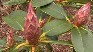 More Buds And Blooms Rhododendrons Are Blooming In The Nursery Propagating Hydrangeas Rhododendron Propagating Plants