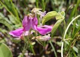 Image result for Galactia