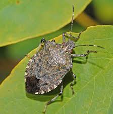 The boxelder bug, boisea trifittatus, is familiar to most people, though they may not be able to identify it by name. Brown Marmorated Stink Bug Wikipedia