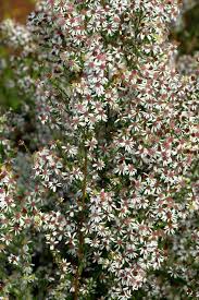 Image result for Microglossa