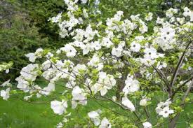 Maybe you would like to learn more about one of these? Common Kinds Of Trees With White Flowers Lovetoknow