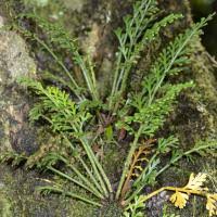 Image result for Asplenium centrafricanum