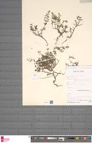 Image result for Euphorbia polycnemoides