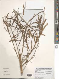 Image result for Aeschynomene sp. B