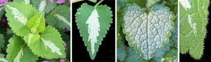 Check spelling or type a new query. Spotted Deadnettle Lamium Maculatum Wisconsin Horticulture