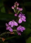 Image result for Cynorkis debilis