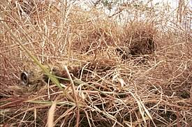 Warna tanah rusa , tupai , atau tikus kesturi (untuk memadani warna pokok atau tanah), atau gabungan kulut biru bahagian bawah perut putih ikan jerung melalui kaedah lawan penggelapan (yang menyukarkan pengesanannya dari atas dan bawah). Penyamaran Wikipedia Bahasa Melayu Ensiklopedia Bebas
