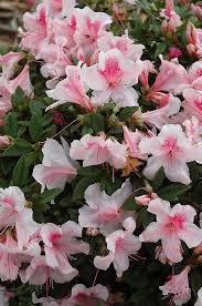 A very unique rebooking azalea cultivar that lives up to its name by sporting stunningly attractive, nearly 4 in. Encore Azalea Autumn Chiffon Calloway S Nursery