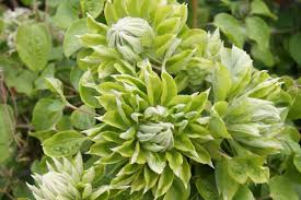 Work together 2 live together #passion4change #industrialhemp. Clematis Pink Passion Clematis Herian