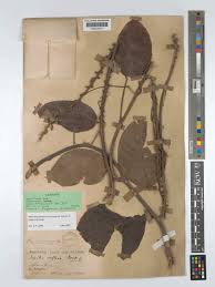 Image result for Macropsychanthus