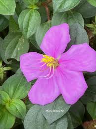 Image result for Dissotis speciosa