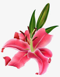 Maybe you would like to learn more about one of these? Lily Pink Flower Png Clipart Pink Lily Flower Png Png Image Transparent Png Free Download On Seekpng