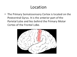 The primary somatosensory cortex is responsible for sensory discrimination, determining where the pain messaging is coming from. The Somatosensory Cortex