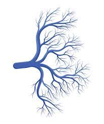 Blue Veins On Chest Cause And Treatment