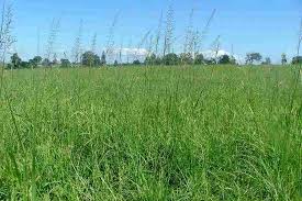 Image result for Sporobolus pyramidalis